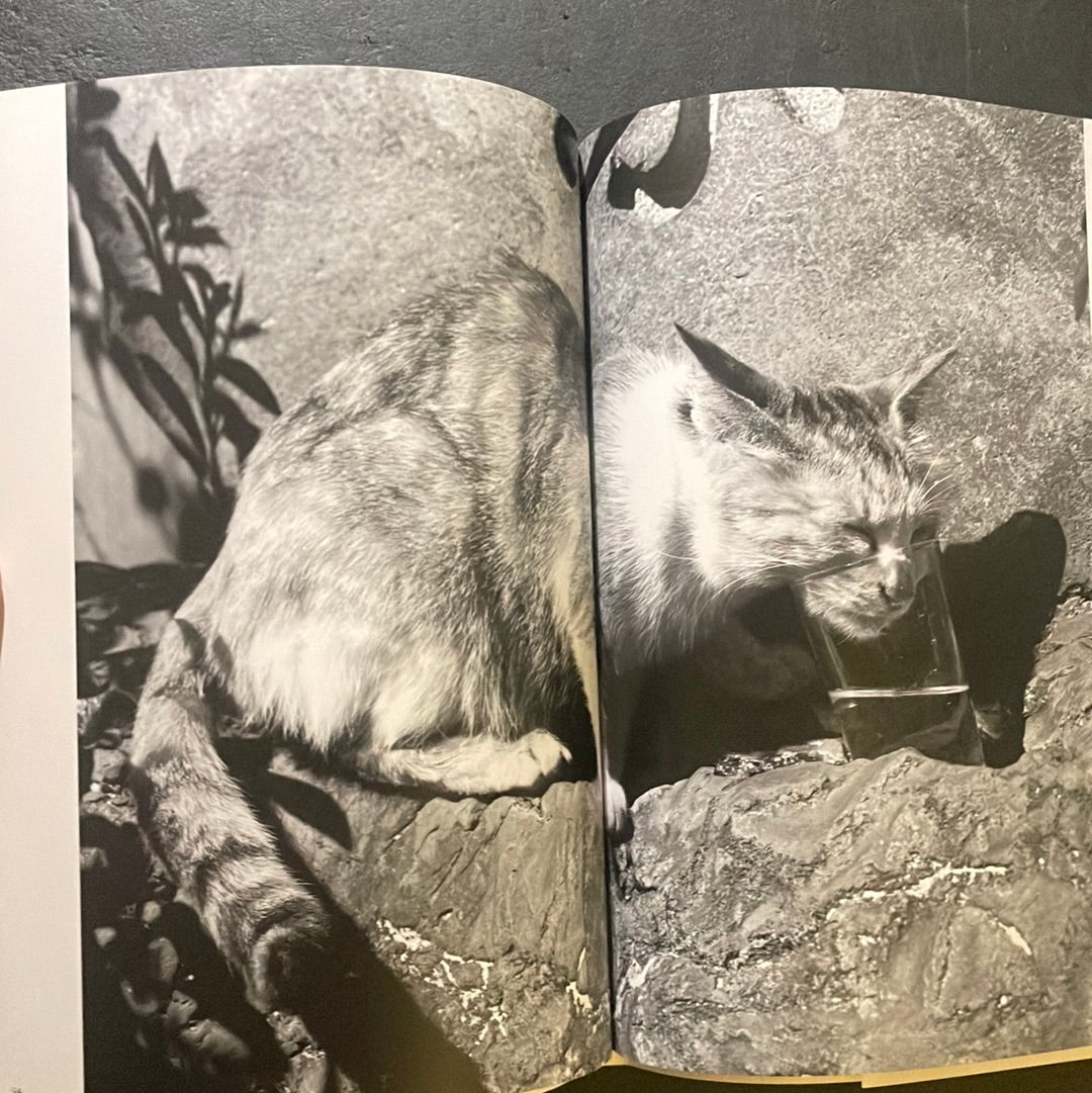 Living Cats in Tokyo
