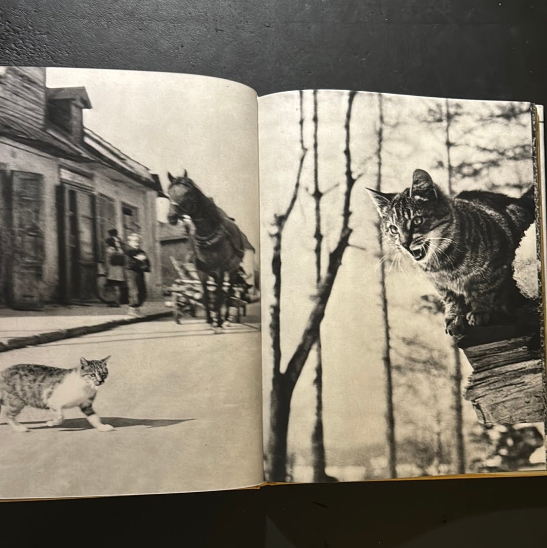 KATZEN