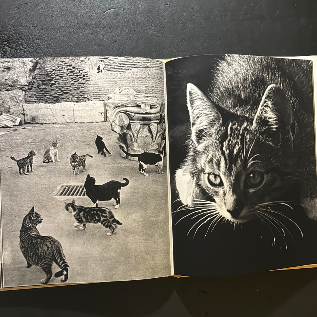 KATZEN