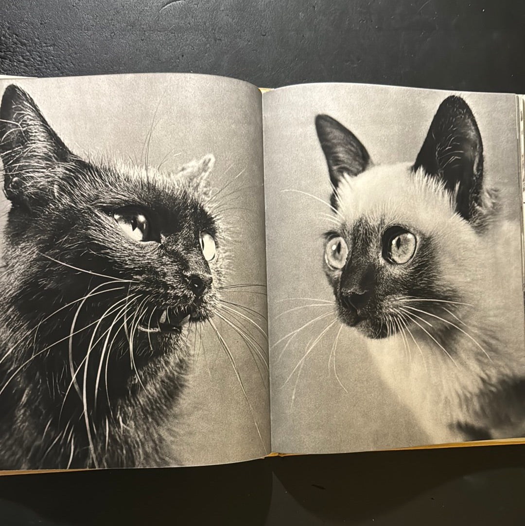 KATZEN