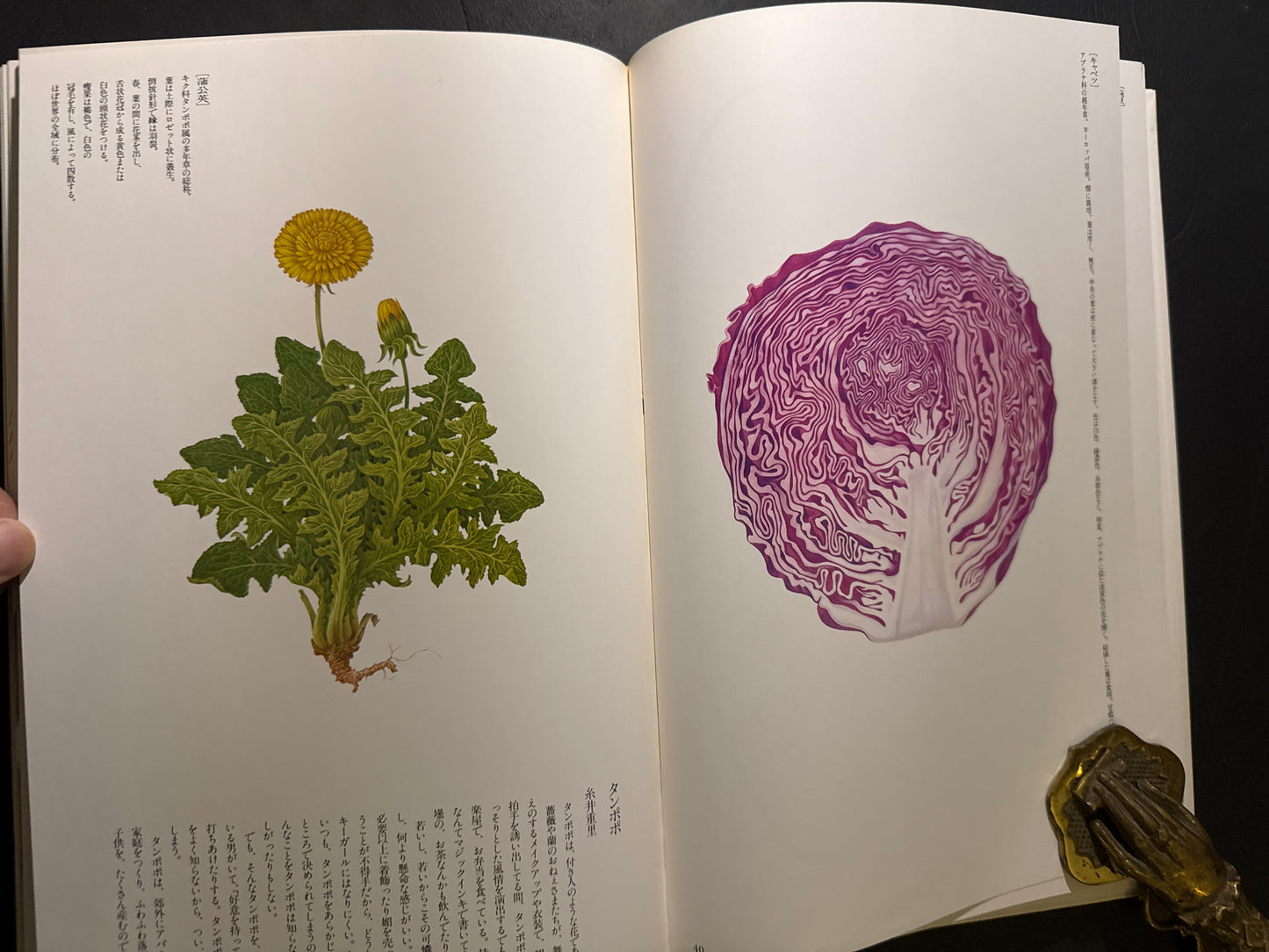 Tadashi Ohashi's Natural History