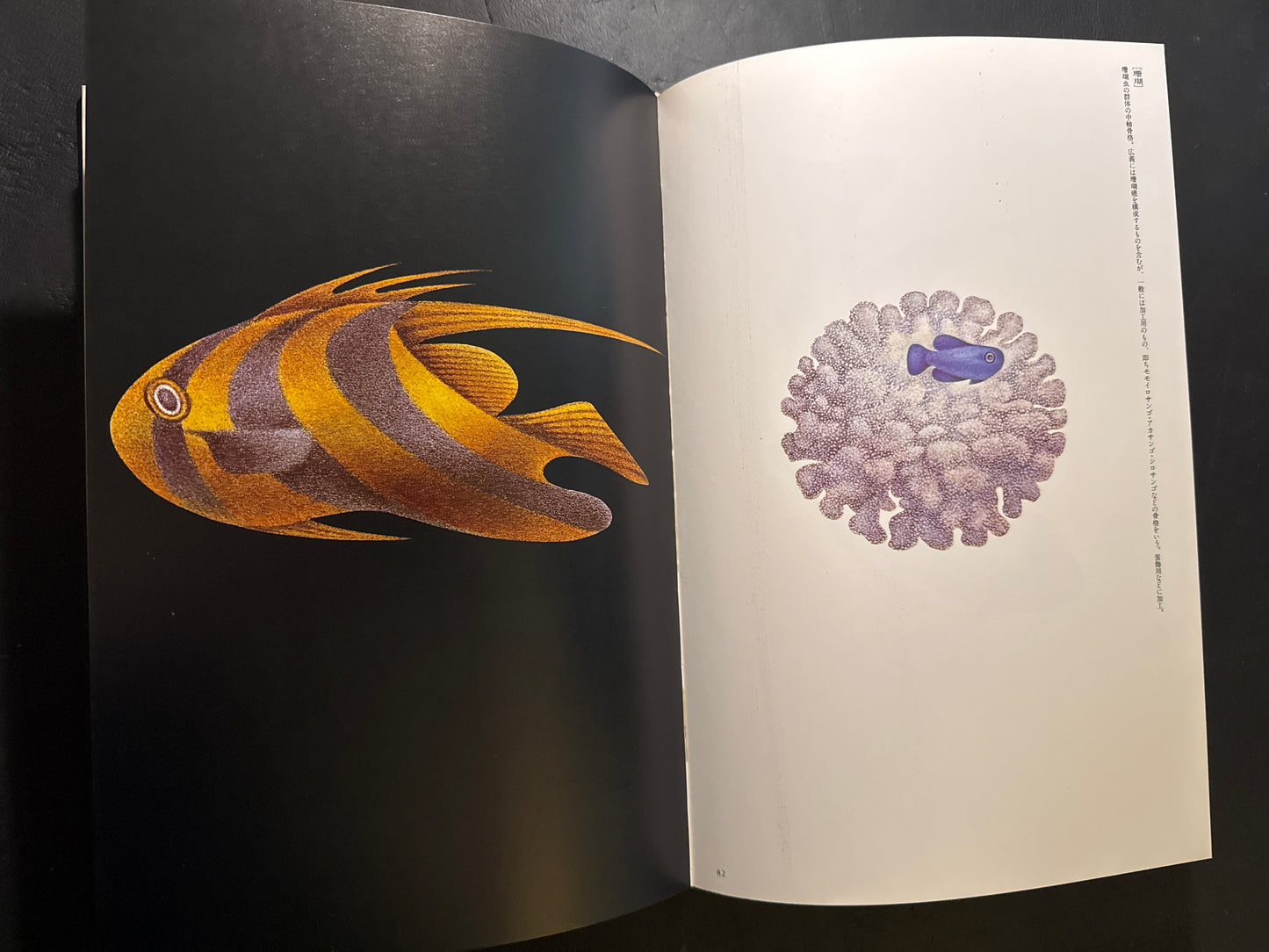 Tadashi Ohashi's Natural History