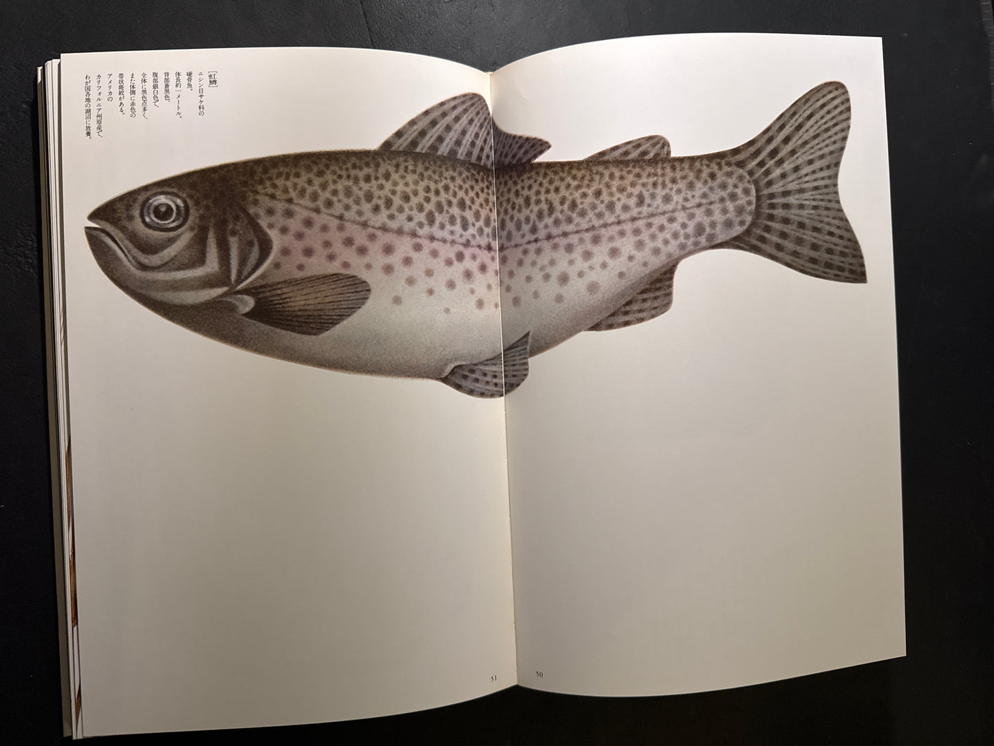 Tadashi Ohashi's Natural History