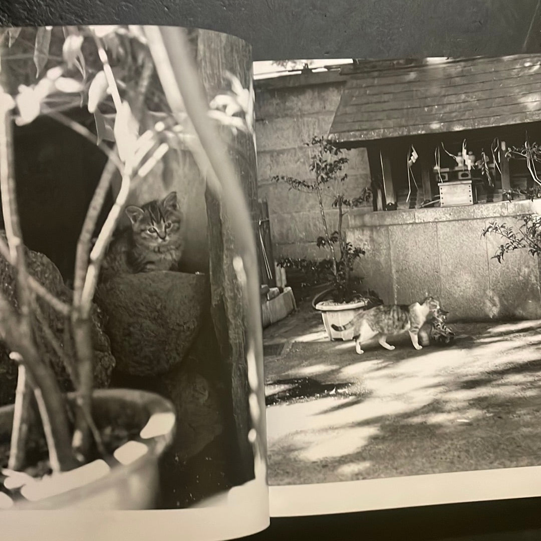 Living Cats in Tokyo