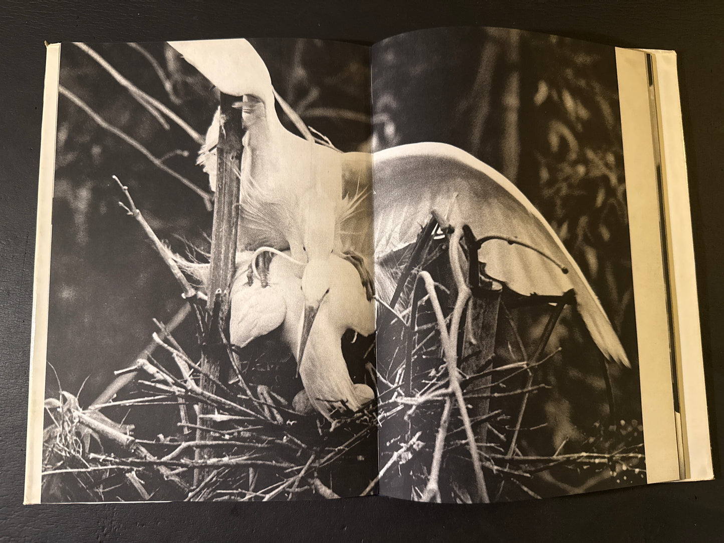 SHIRA SAGI(white heron)