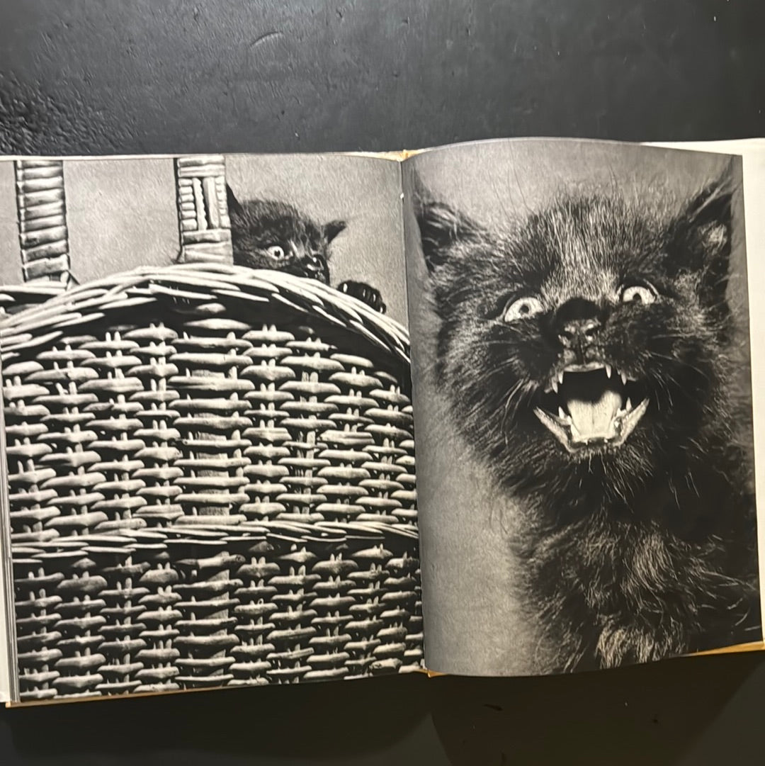KATZEN