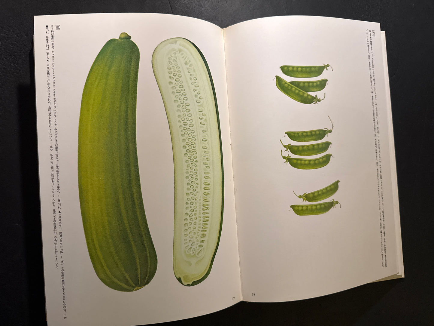 Tadashi Ohashi's Natural History