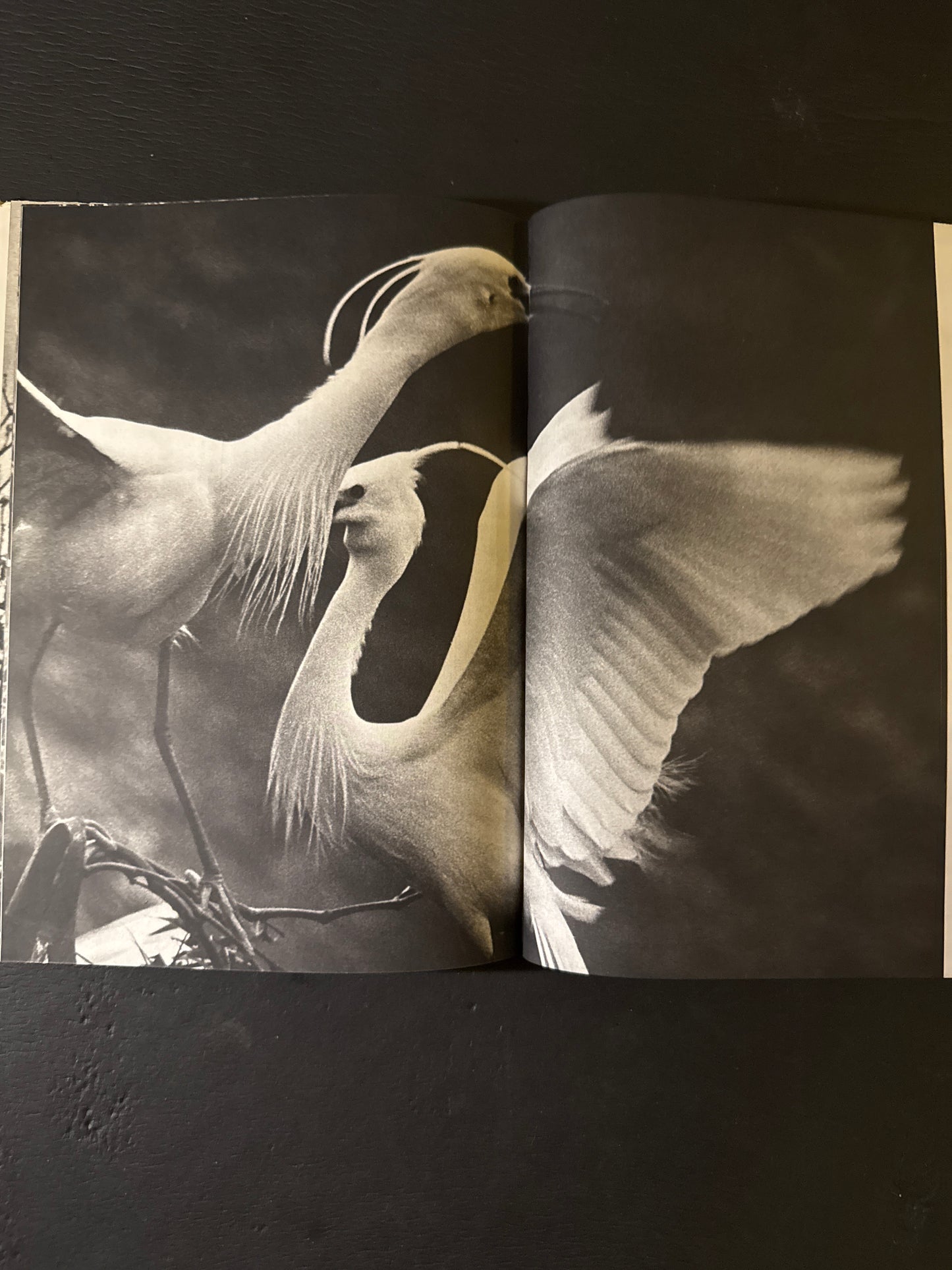 SHIRA SAGI(white heron)