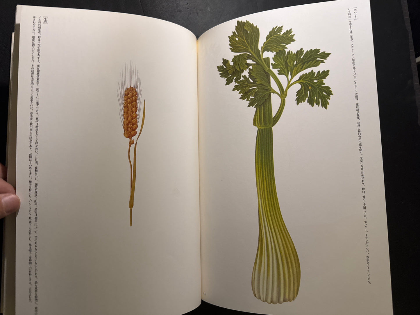 Tadashi Ohashi's Natural History