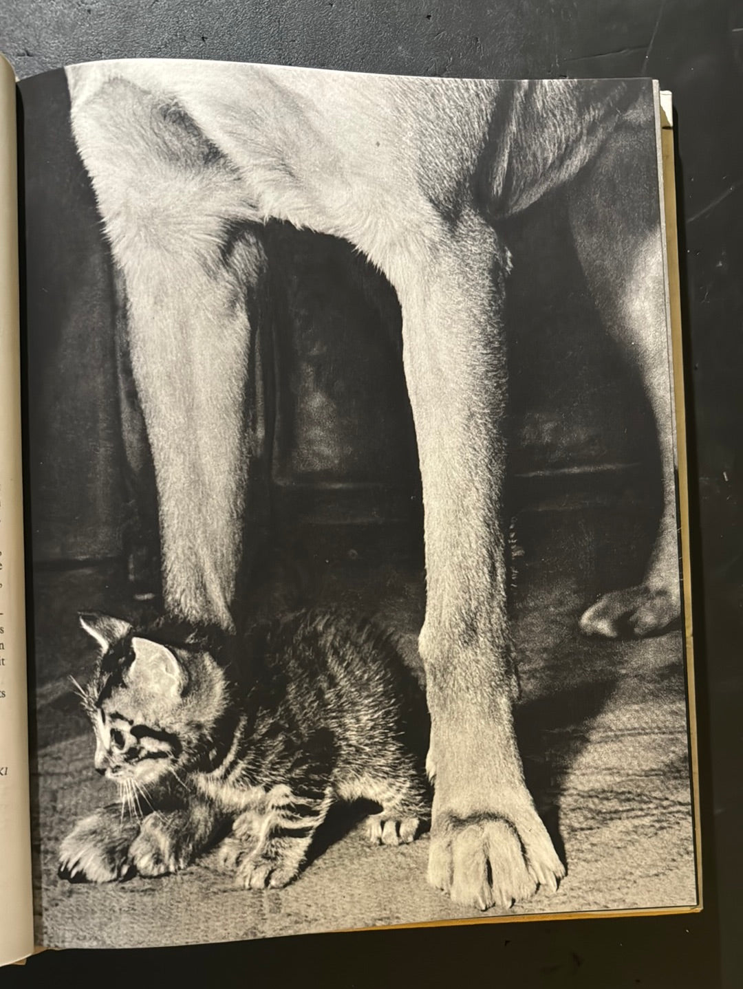 KATZEN