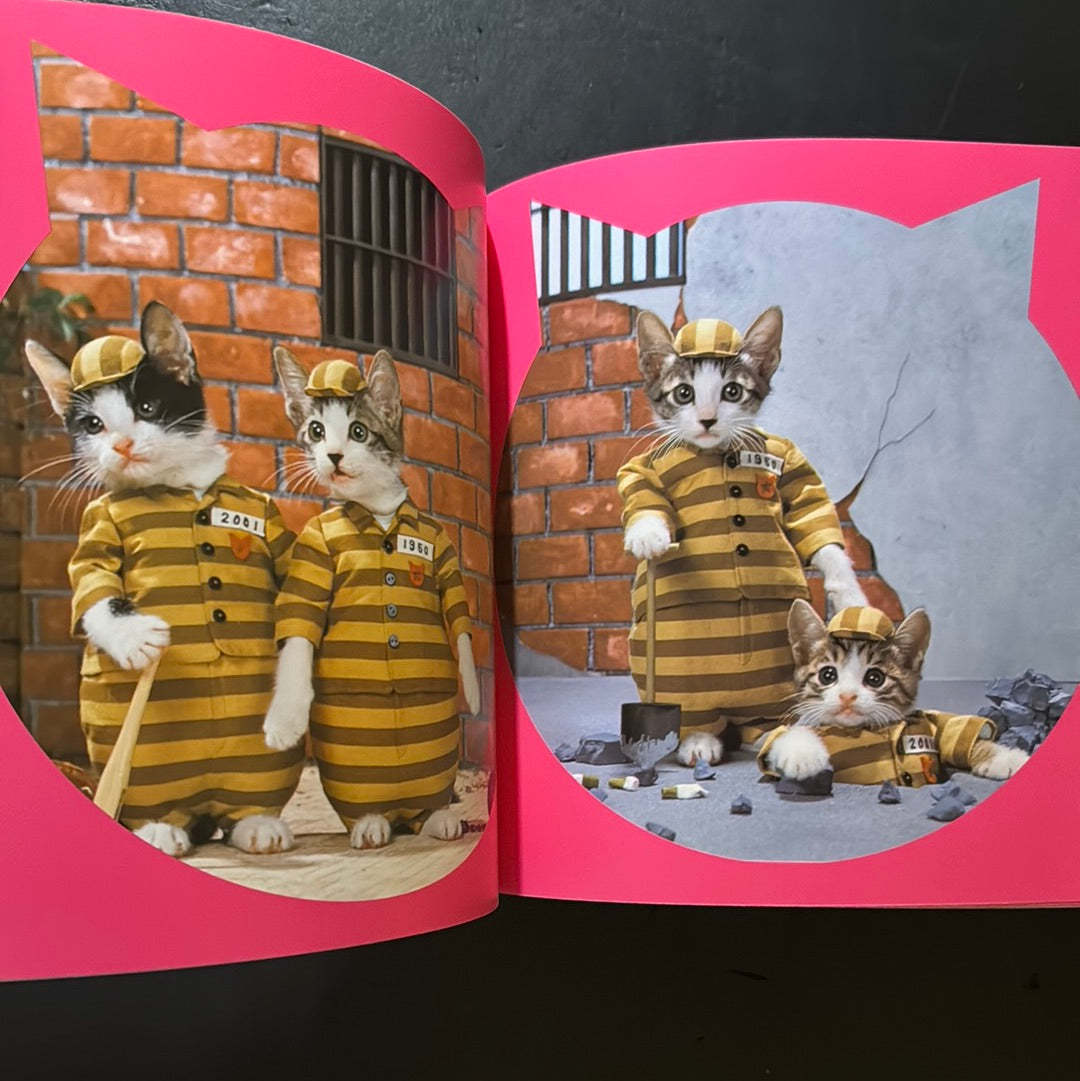 Rock'n' Roll CATS