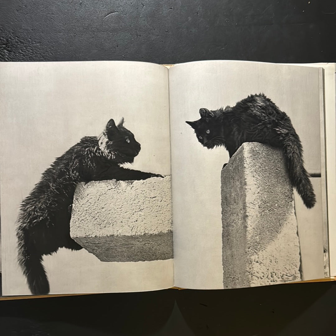 KATZEN