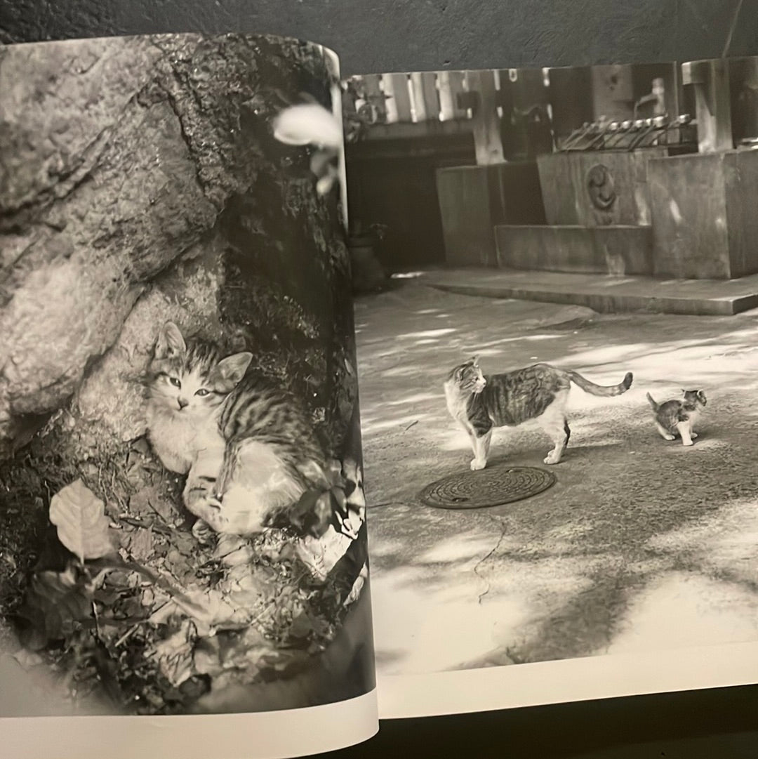 Living Cats in Tokyo