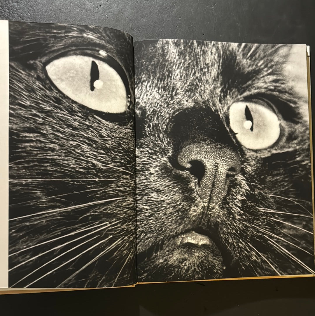 KATZEN
