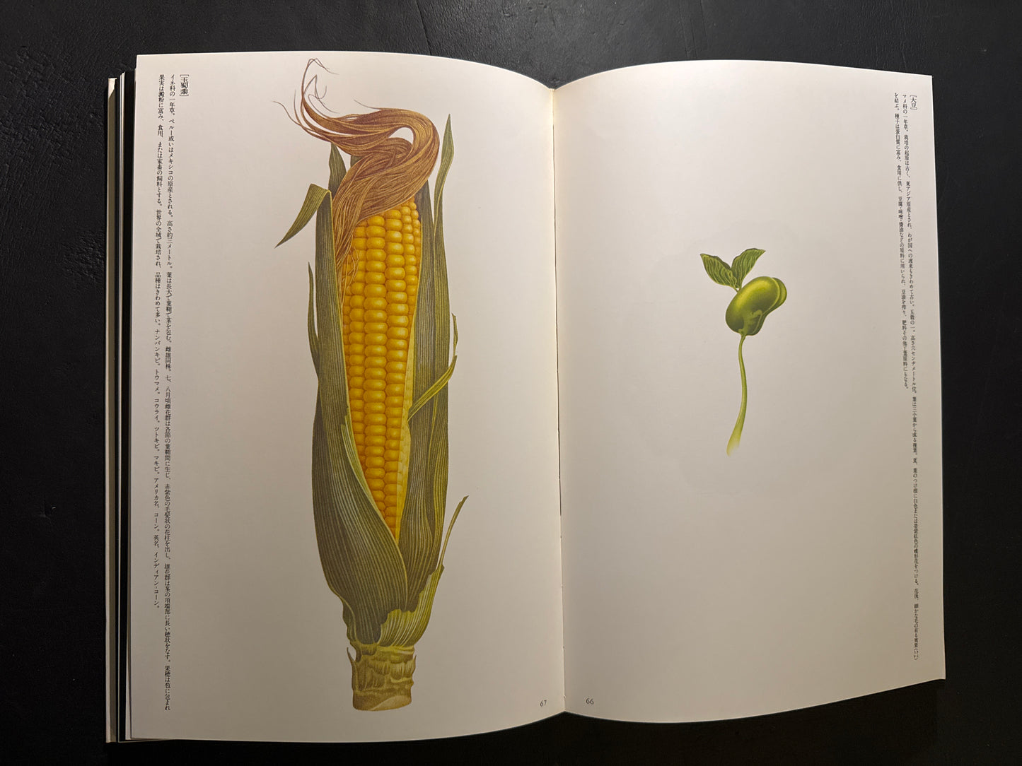 Tadashi Ohashi's Natural History