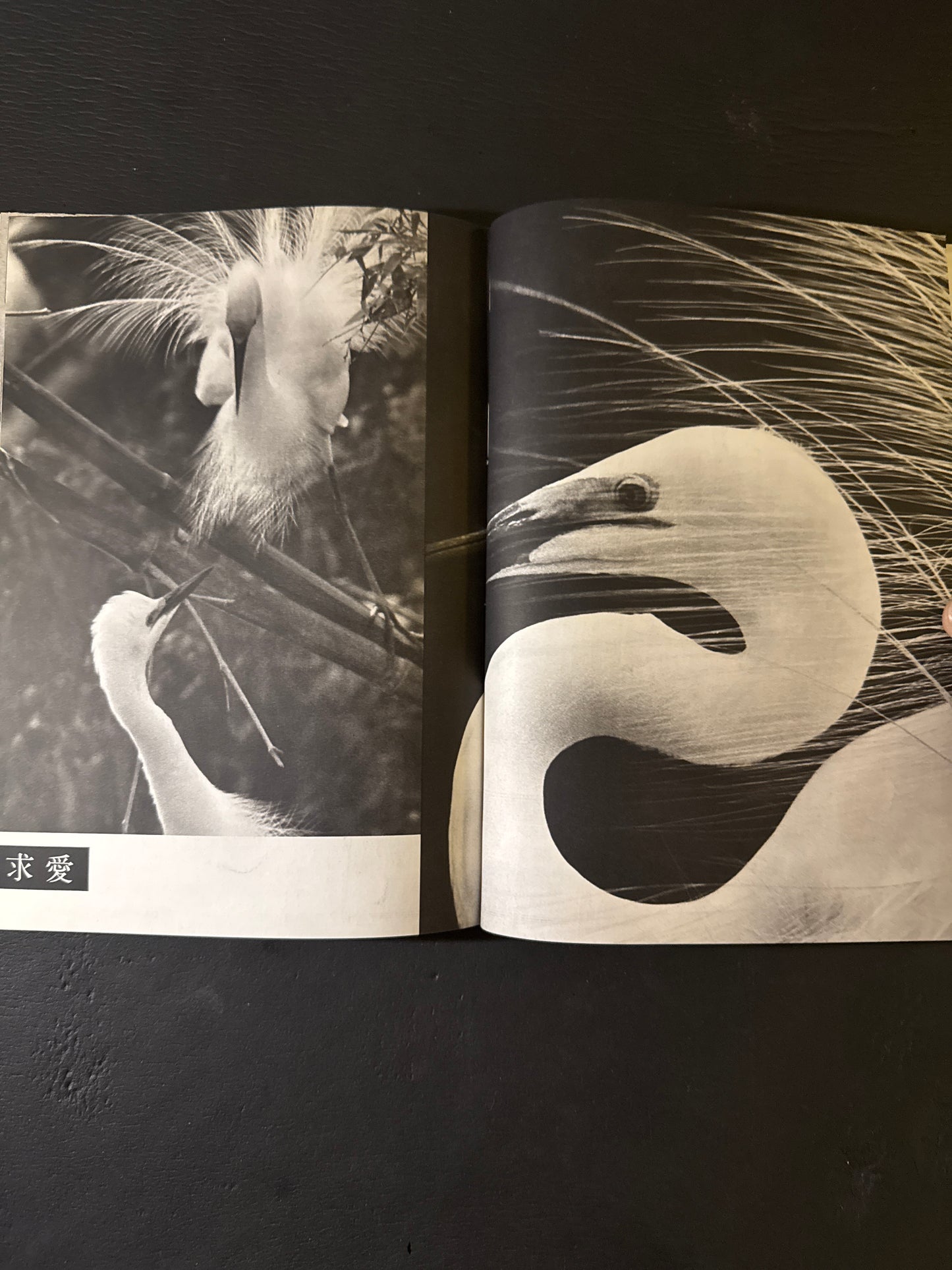 SHIRA SAGI(white heron)