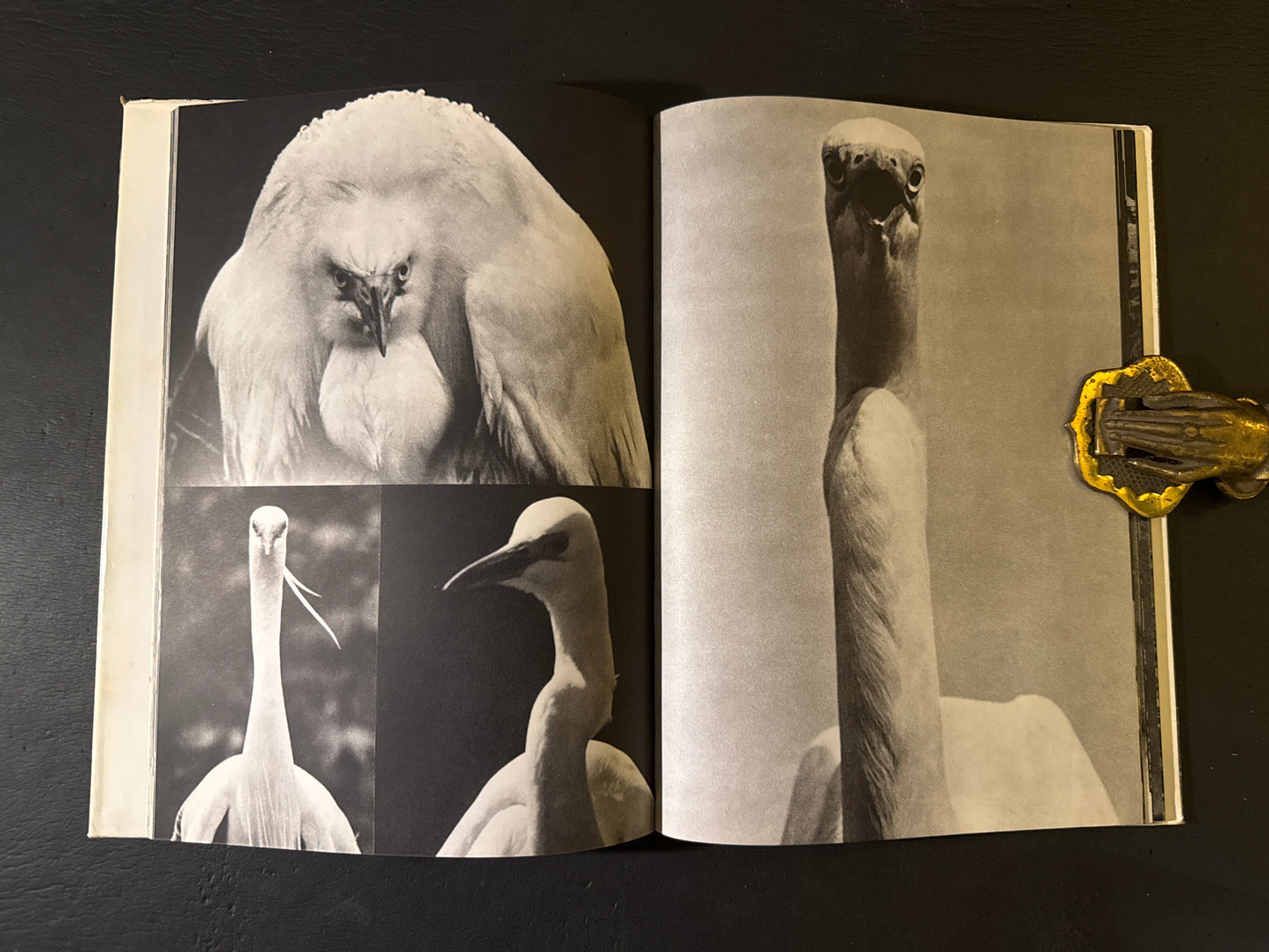 SHIRA SAGI(white heron)