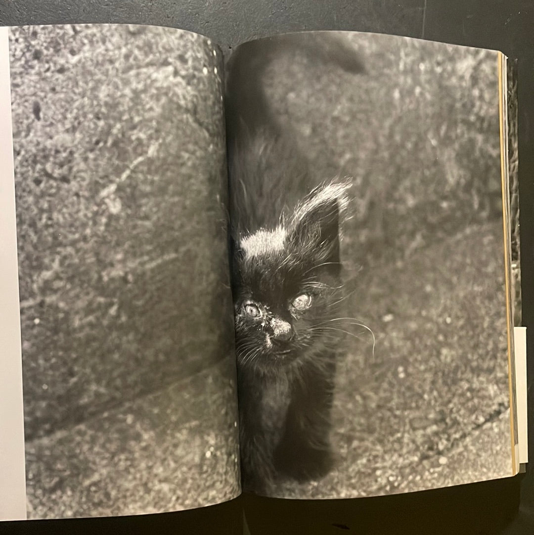 Living Cats in Tokyo