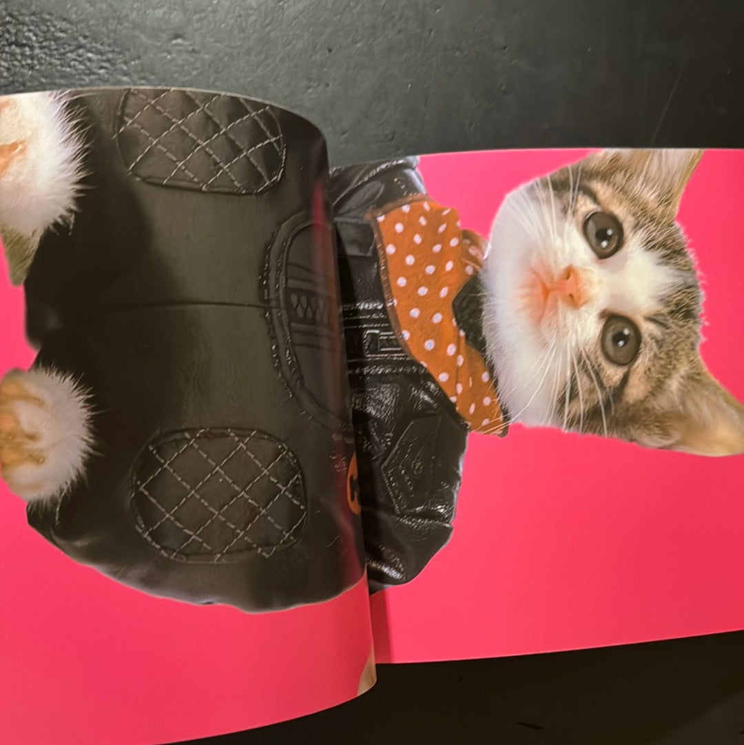 Rock'n' Roll CATS