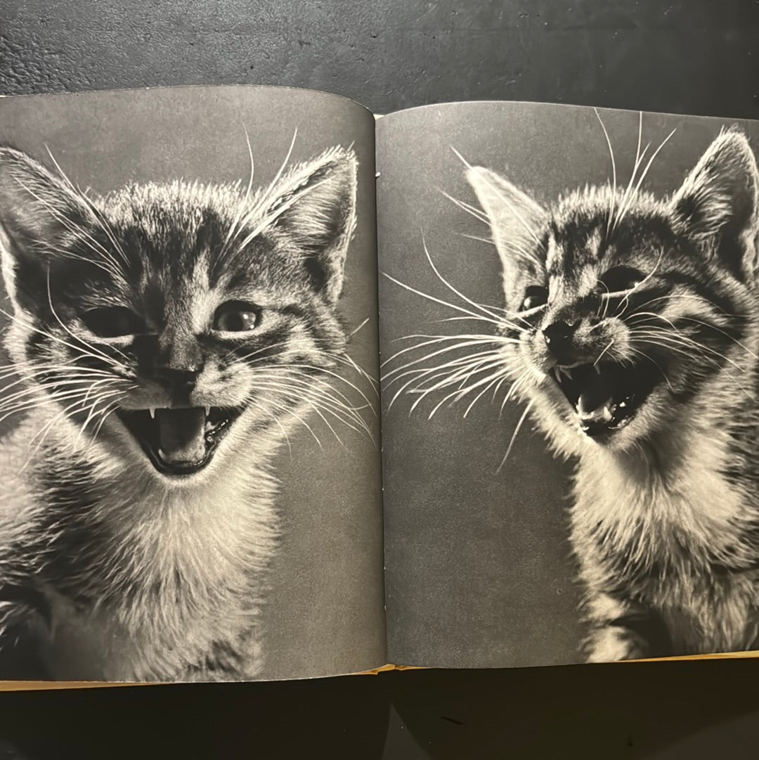 KATZEN