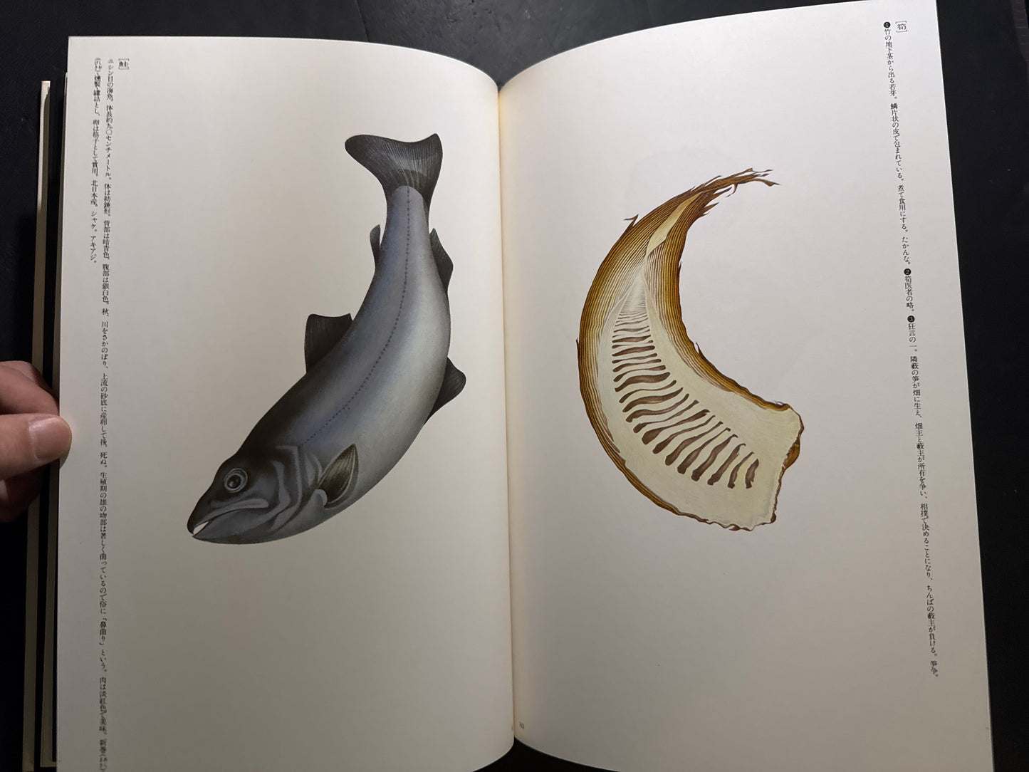 Tadashi Ohashi's Natural History