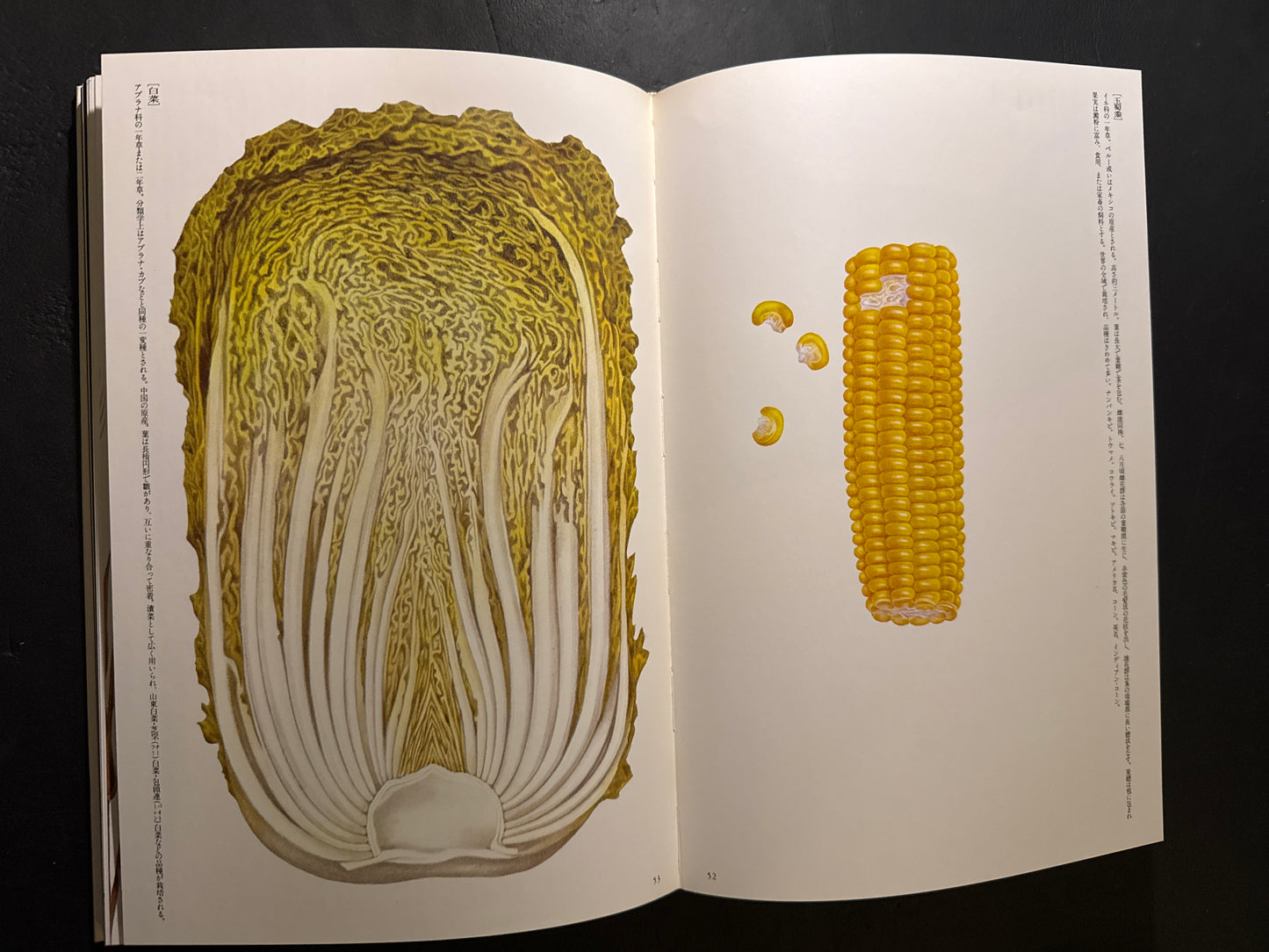 Tadashi Ohashi's Natural History