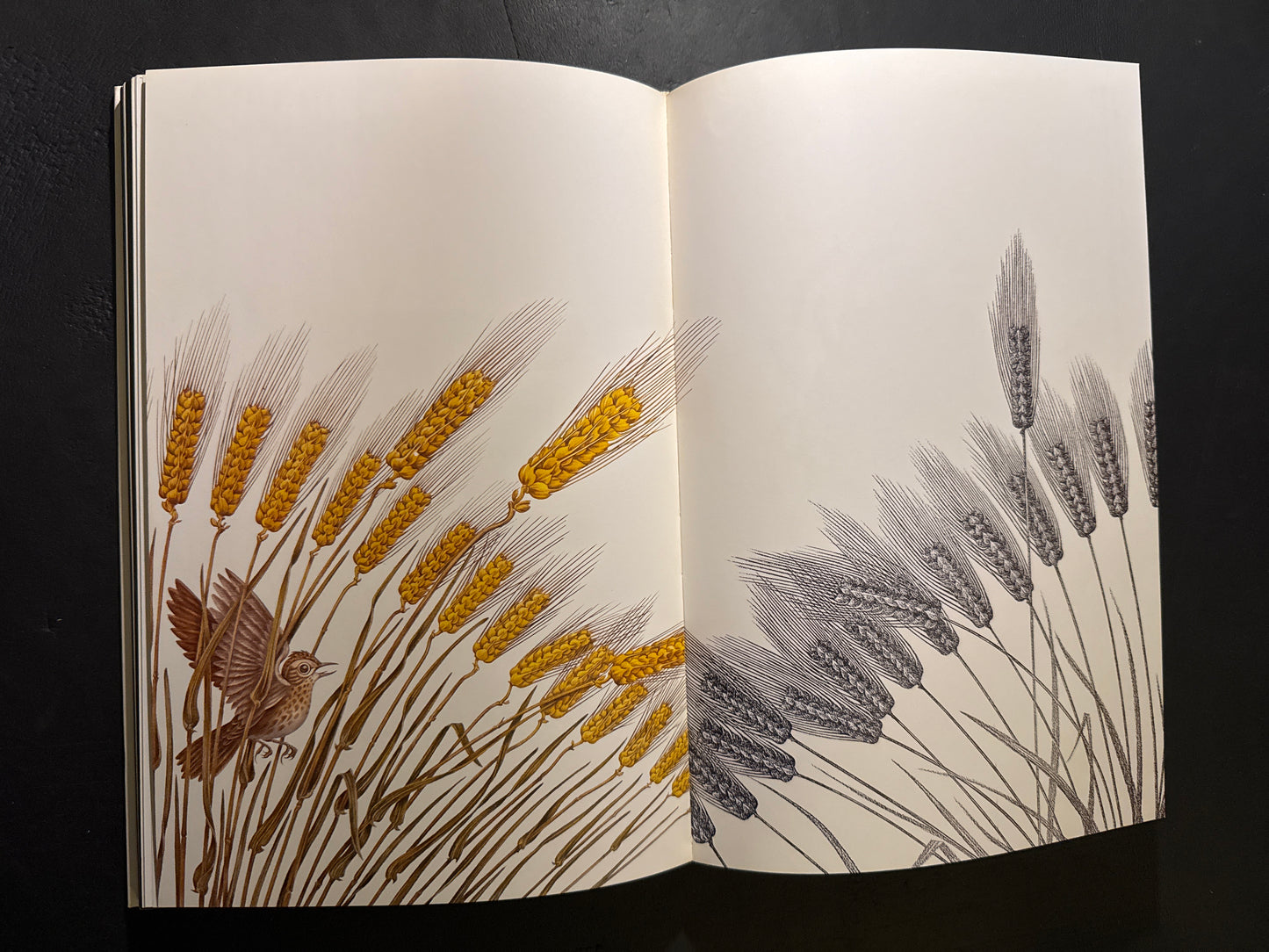 Tadashi Ohashi's Natural History