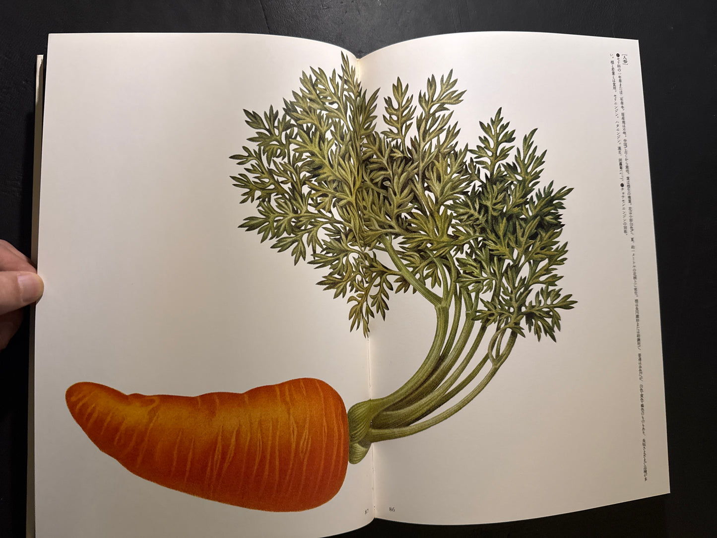 Tadashi Ohashi's Natural History