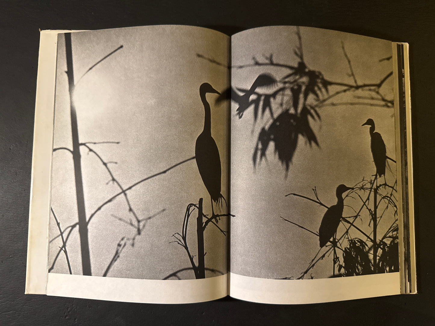 SHIRA SAGI(white heron)