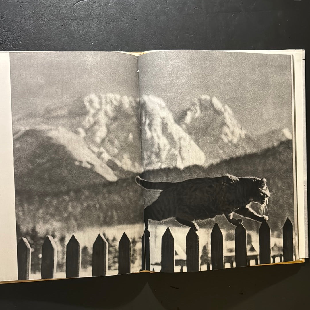 KATZEN