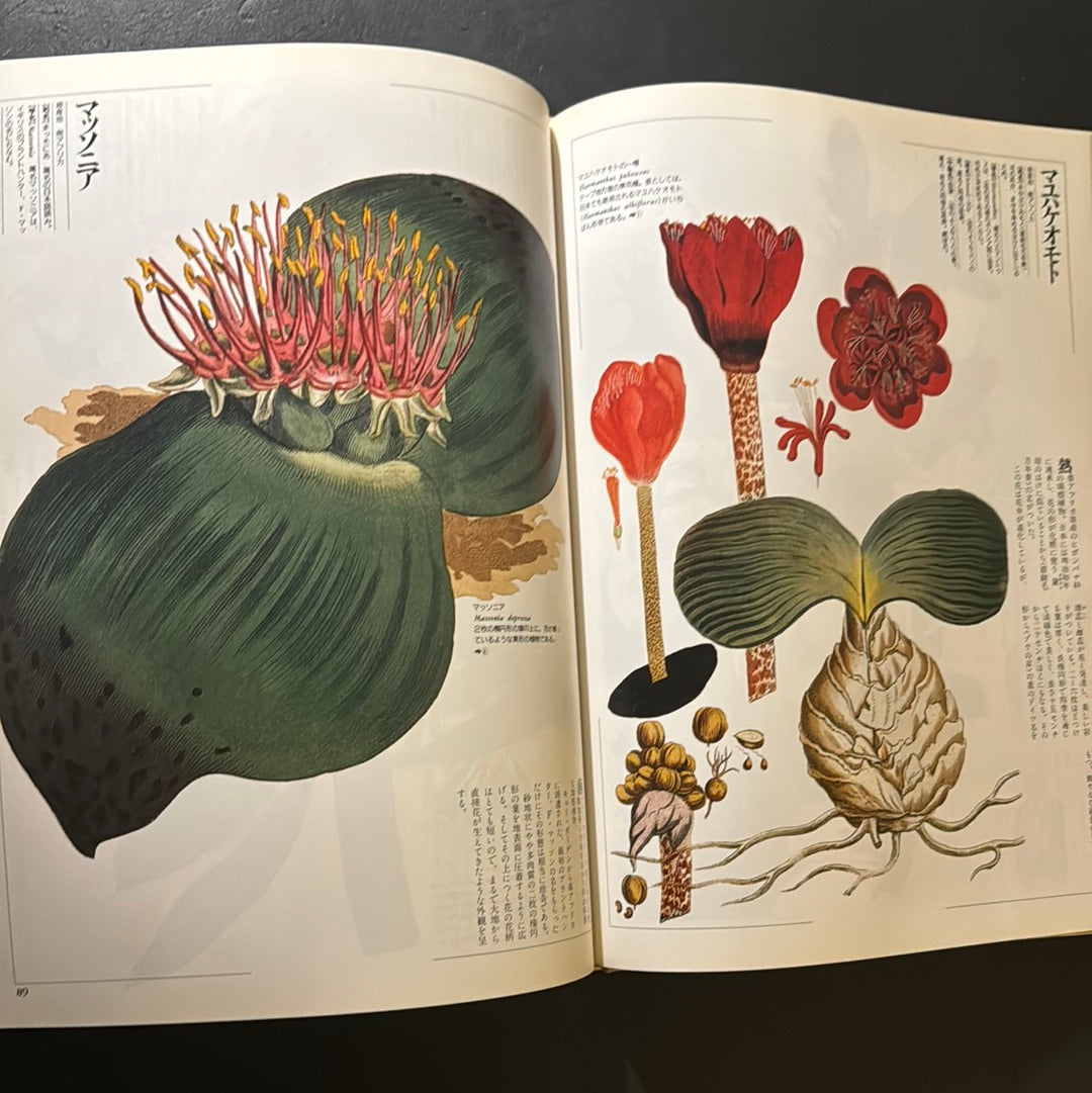 kindom of flowers 1-4 complete set