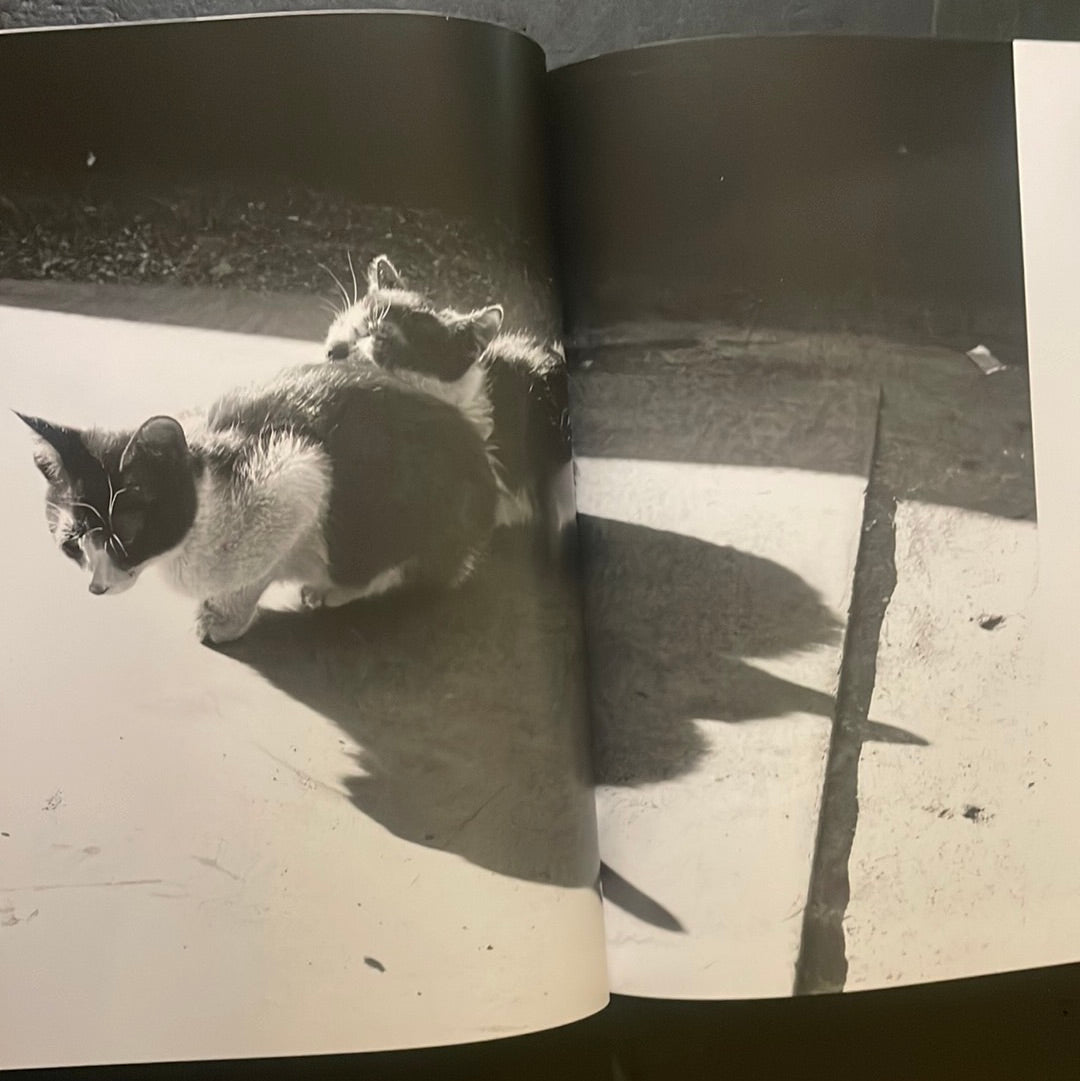 Living Cats in Tokyo