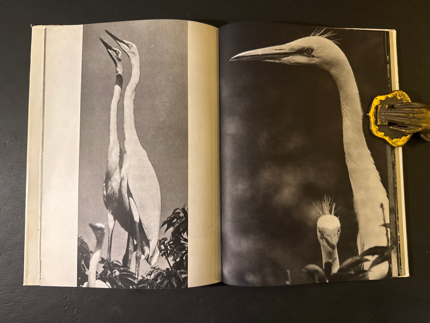 SHIRA SAGI(white heron)