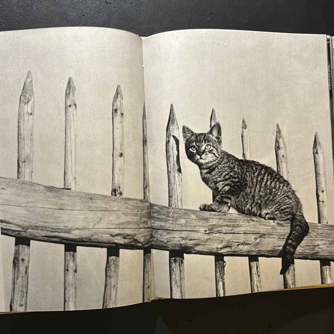 KATZEN