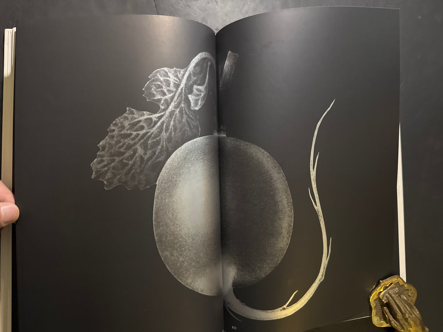 Tadashi Ohashi's Natural History