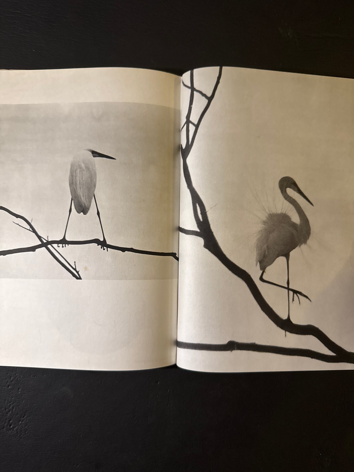 SHIRA SAGI(white heron)