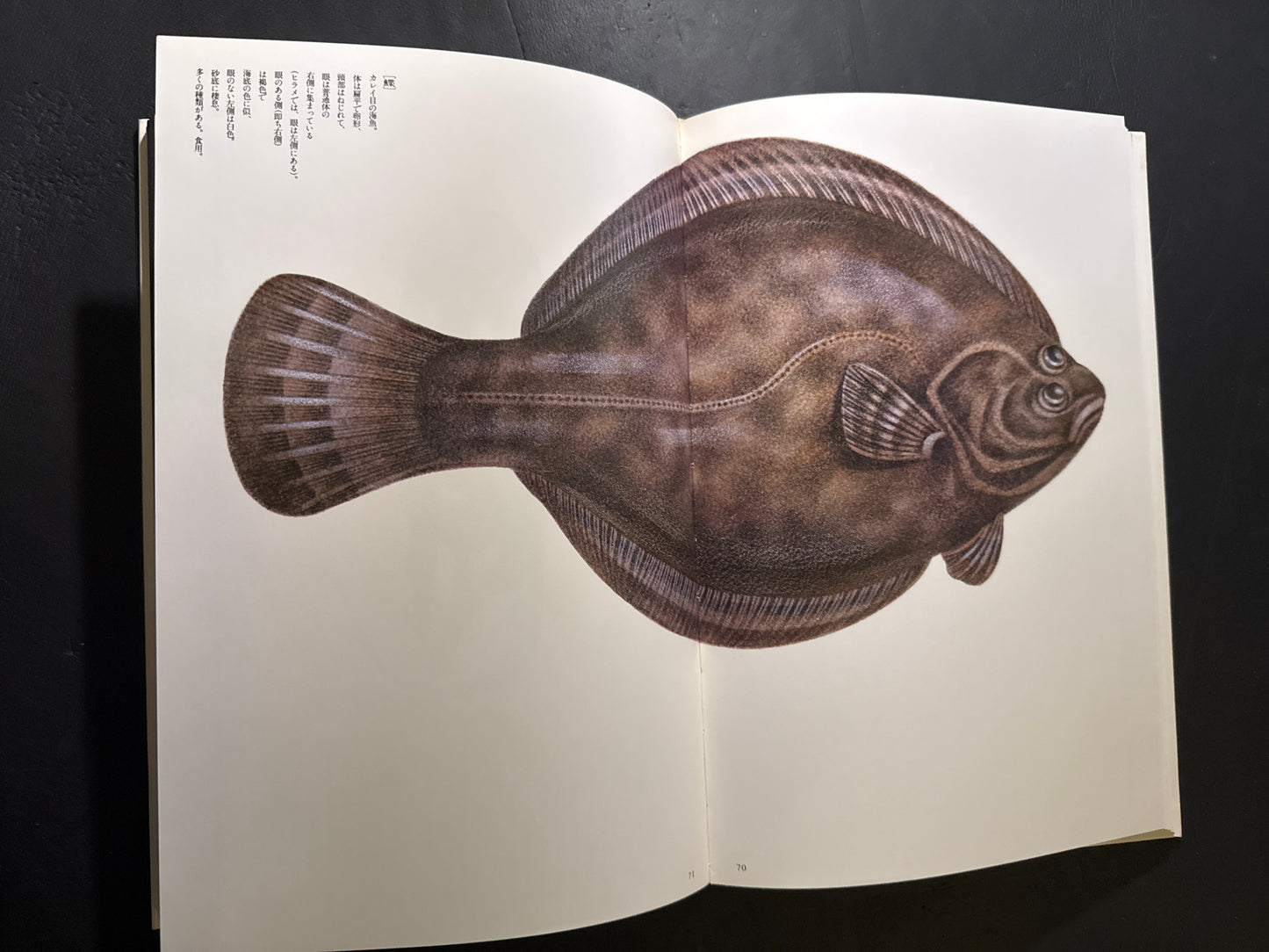 Tadashi Ohashi's Natural History