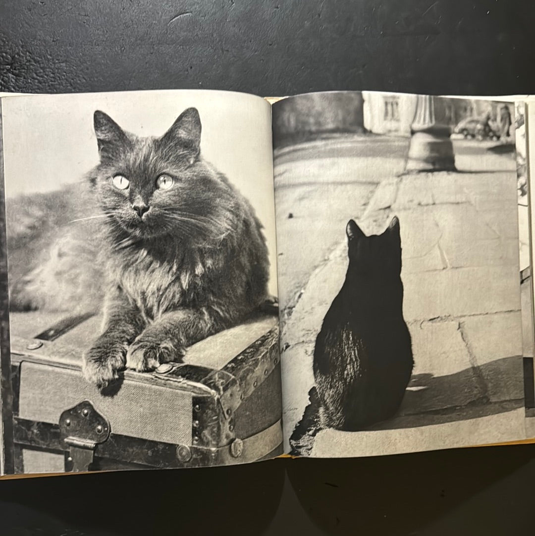 KATZEN
