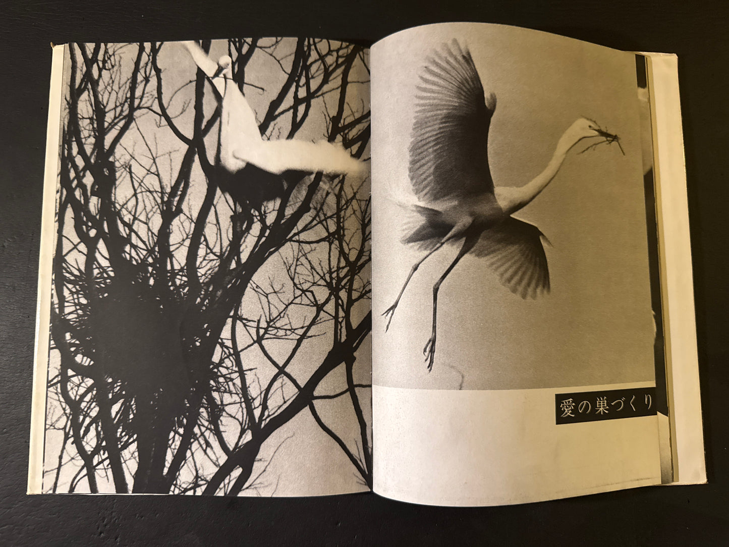 SHIRA SAGI(white heron)