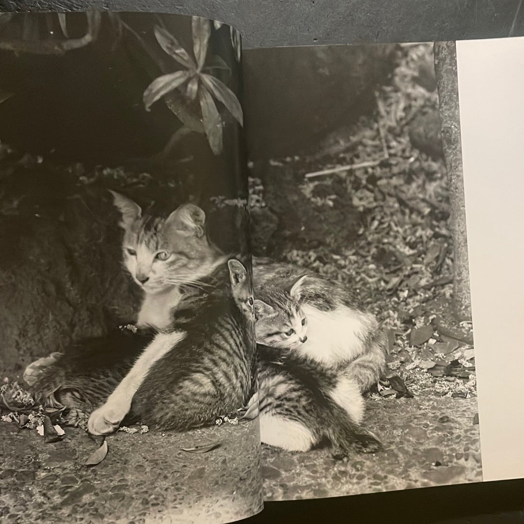 Living Cats in Tokyo