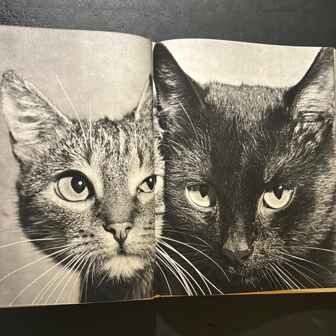 KATZEN