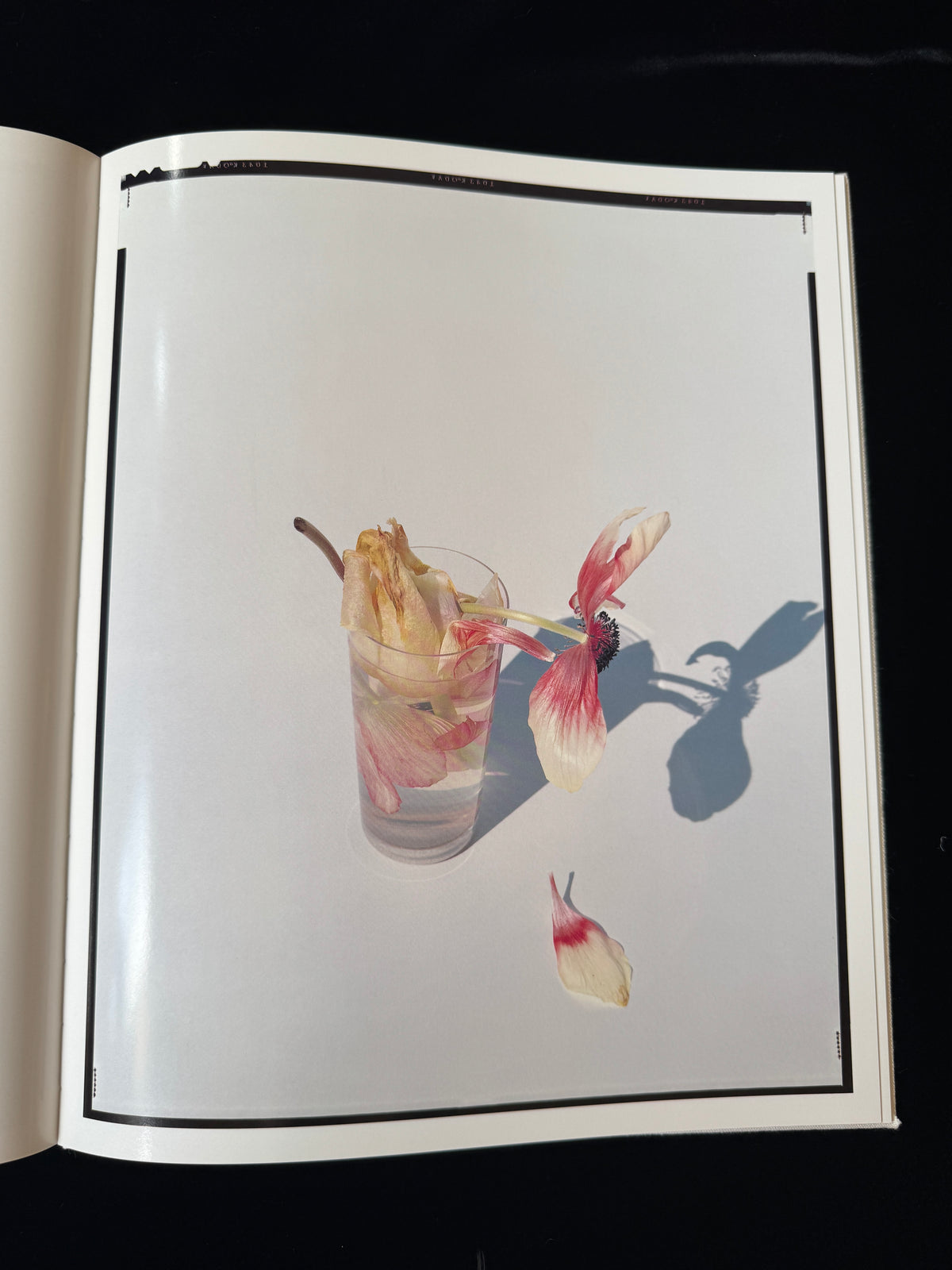 YOSHIHIKO UEDA : FLOWERS