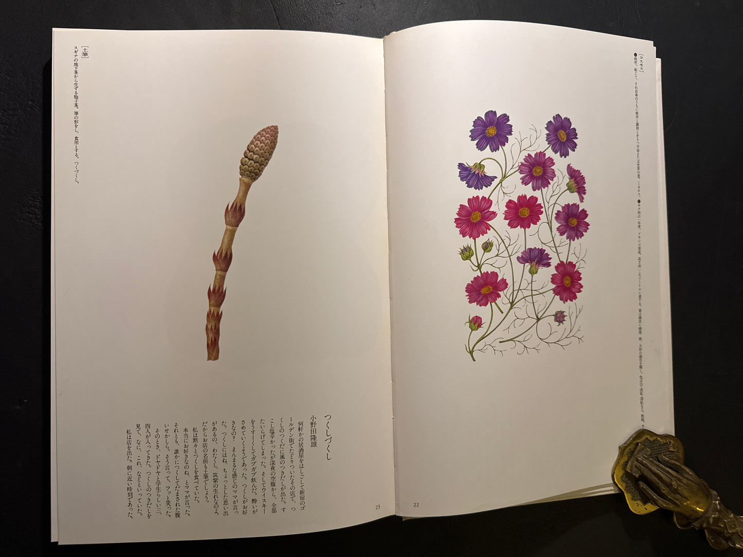 Tadashi Ohashi's Natural History