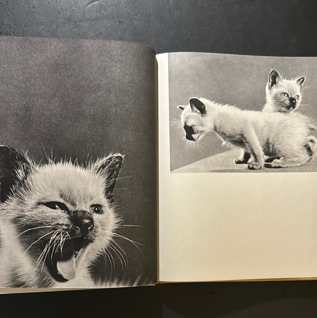 KATZEN