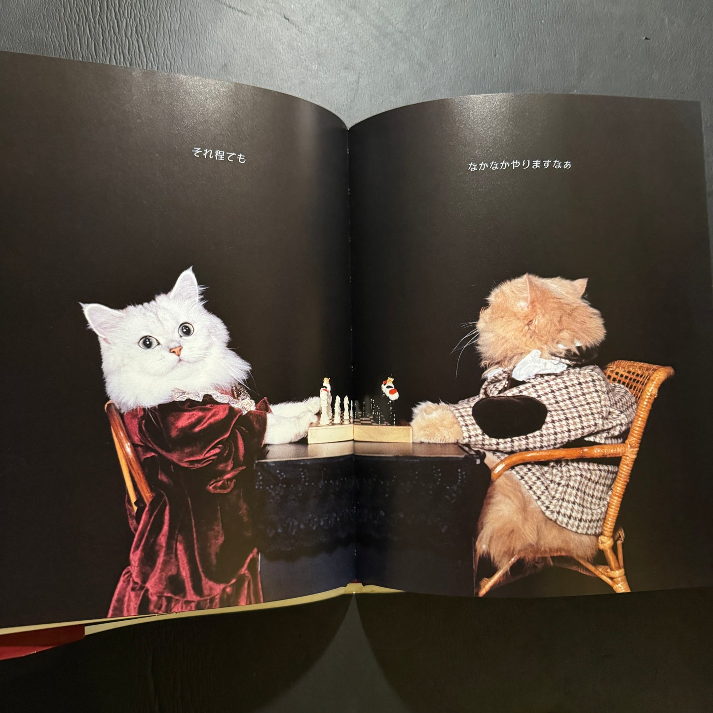 Holiday in Cat's Land
