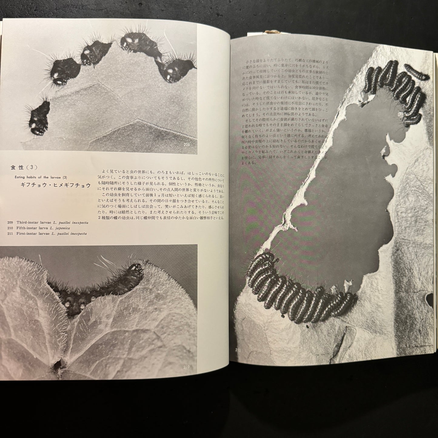 Life histories of Luehdorfia japonica & L.puziloi in Japan