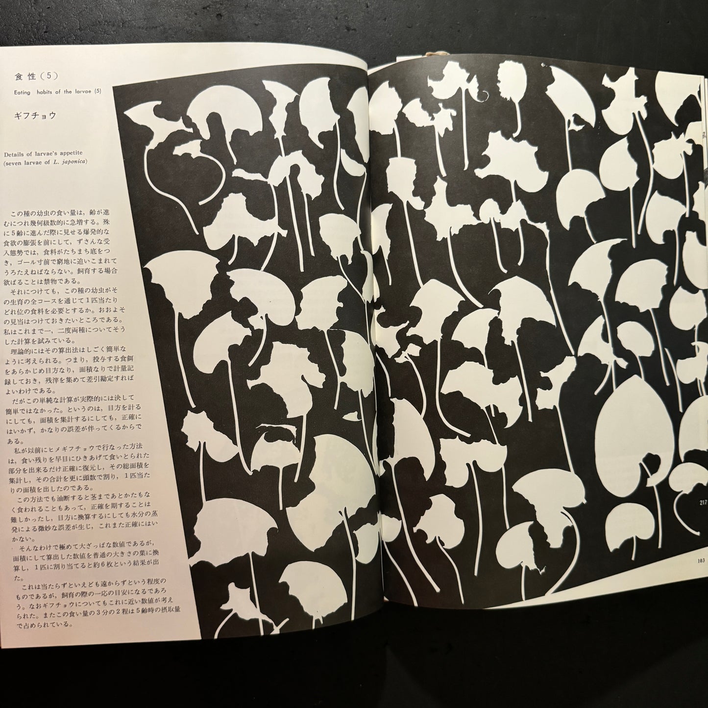 Life histories of Luehdorfia japonica & L.puziloi in Japan