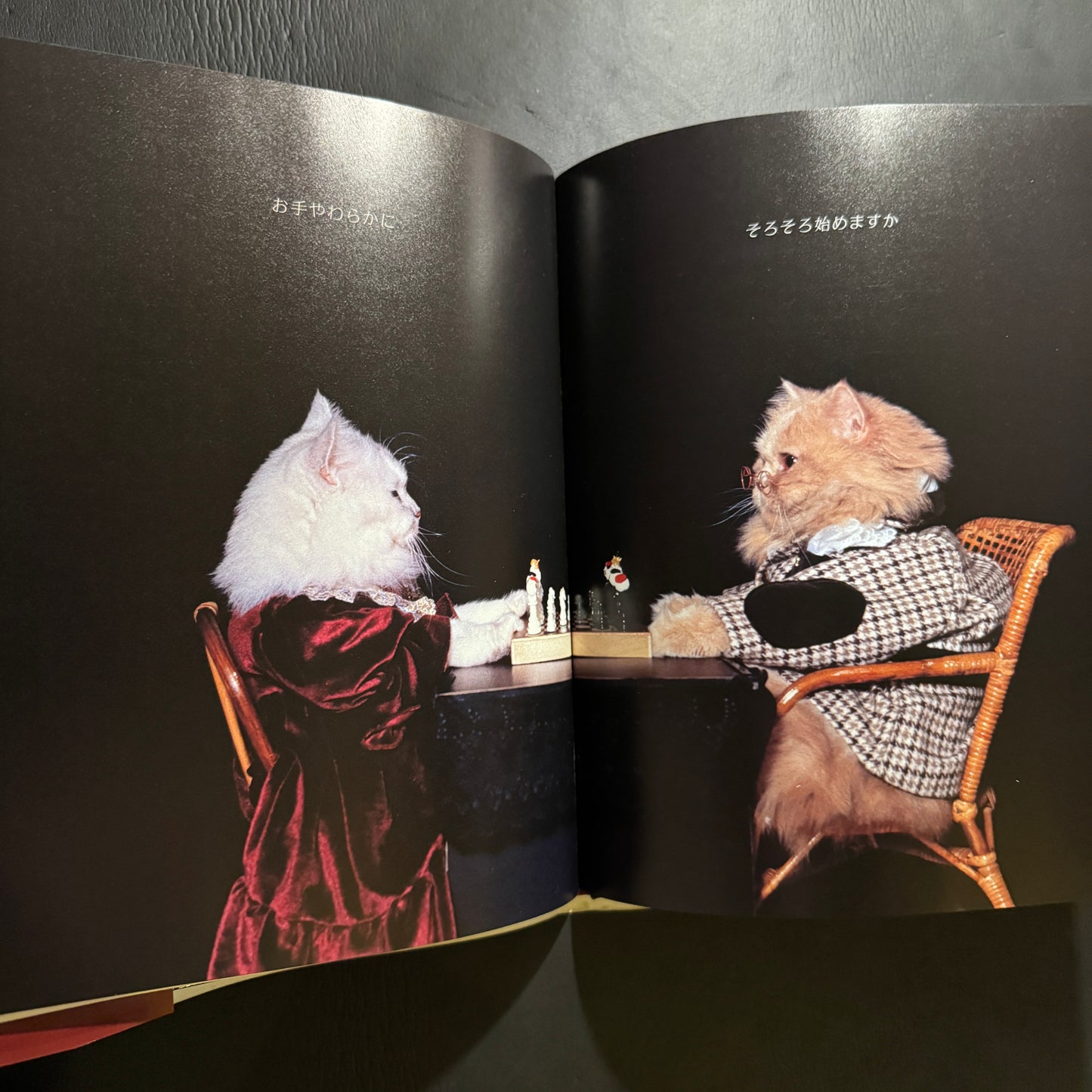 Holiday in Cat's Land