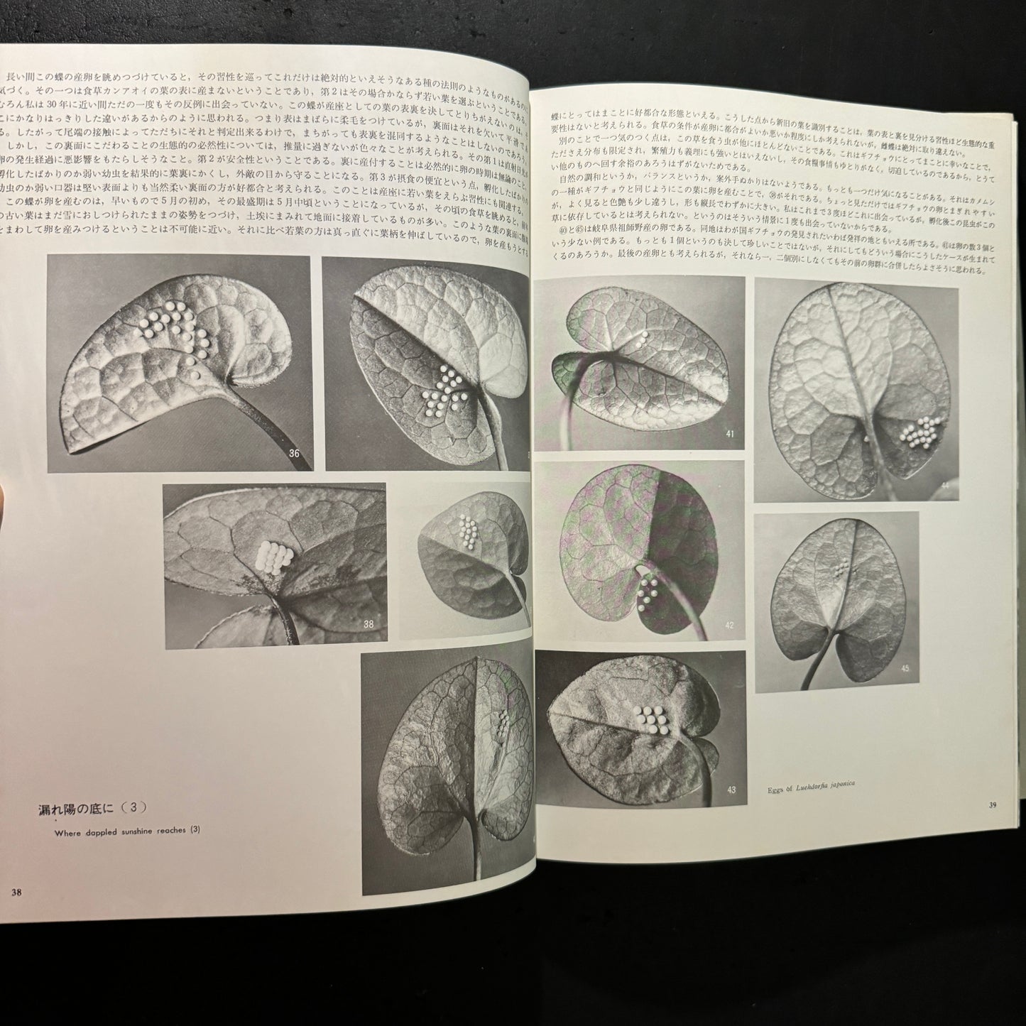 Life histories of Luehdorfia japonica & L.puziloi in Japan