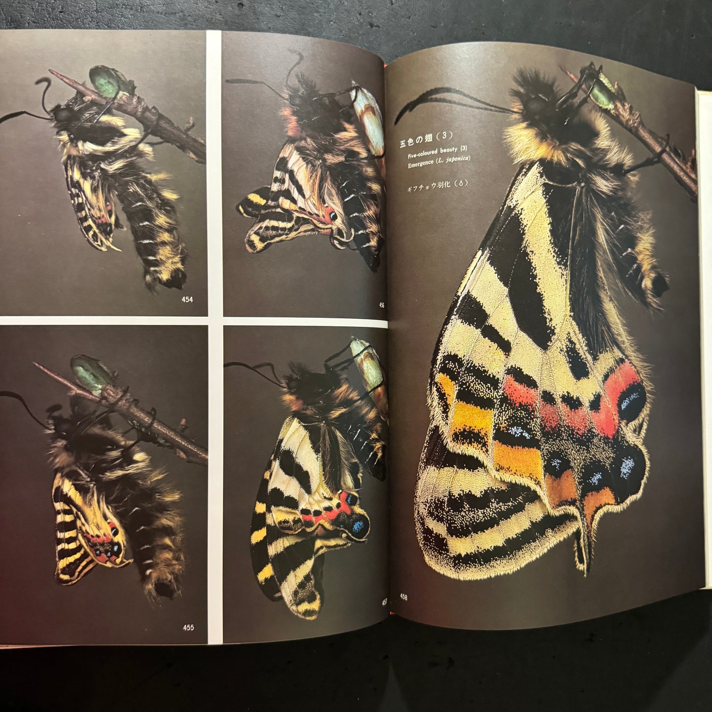 Life histories of Luehdorfia japonica & L.puziloi in Japan